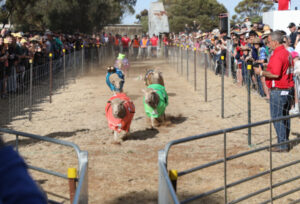 Festival raises the baa