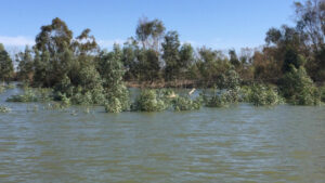 Fish kill unavoidable as water flows into Menindee Lakes