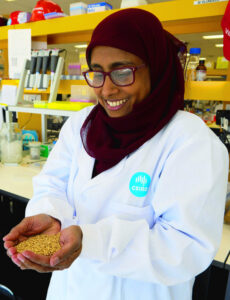 New wheat to boost health benefits