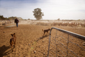 Fresh focus on farm security
