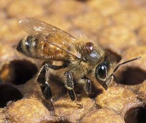 Varroa mite eradication effort abandoned