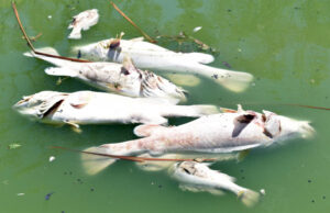 Cod Tales: Is the Darling River doomed?
