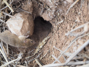 Mice the target of rodent study