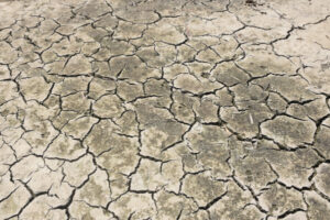 Uncommon sights as flood country comes to life