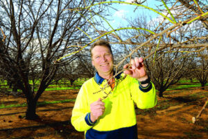Farming: Nuts for almond yield