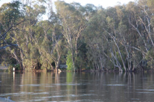 Climate a ‘dirty word’, as council cans tree plea