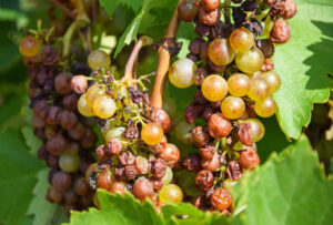 Plan to solve Sunraysia seasonal worker crisis stalls