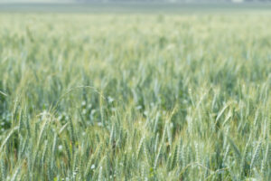 Scientific breakthrough to help grain growers