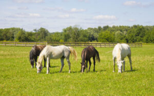 Concerns over horse welfare