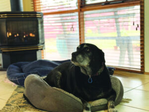Senior pup finds a new life in loving second home