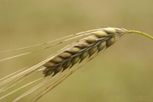 Australian grain hopes on the rise
