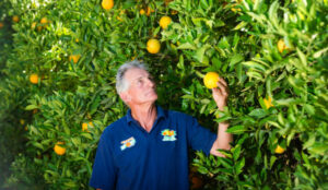 Orange juice supply under cost threat, say growers