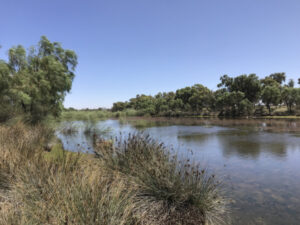 Wetland response to environmental flows ‘quite magic’
