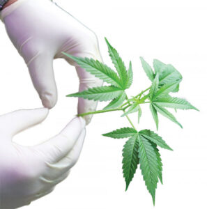 Grow it in Mildura, says Peter Crisp