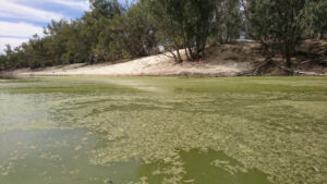 Darling River gets algae tests