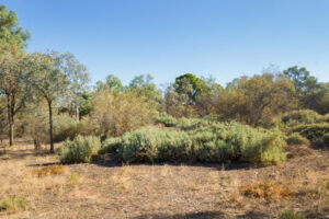 Mallee misses out on good March rains