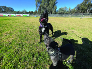 Dog park unsafe for some