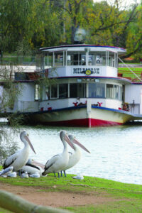 Pelicans flock in