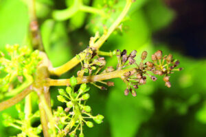 Growers urged to take action against disease