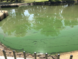 Little risk of Ross River virus from Murray River blue-green algae