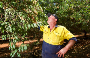 Lake Cullulleraine manager hopes it doesn’t rain almonds