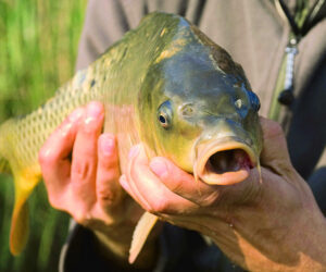 Weeding out the carp pest