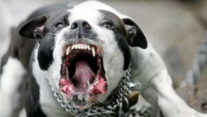 Dog owner gets $20,000 penalty over Kings Billabong attack