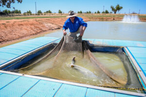 Fish for the future, half a million at a time