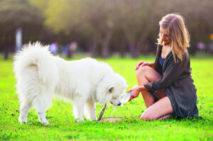 Morning walks beat the heat