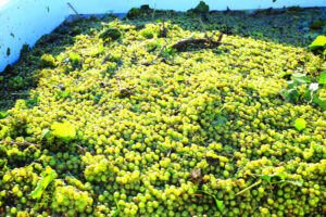 State mulls over wine tax