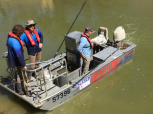 Murray cod relocated in lower Darling River found dead