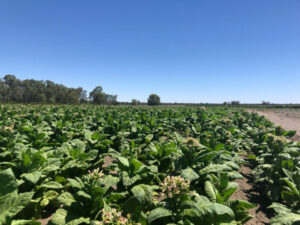 Rolled: Tax office swoops on illegal tobacco crop