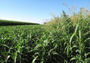 No call on cuts to pest and weed staff