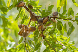 Select Harvests closes in on $129 million almond orchard deal