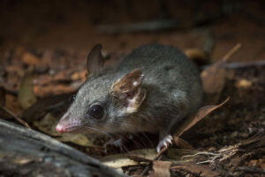 Rare marsupials return to NSW