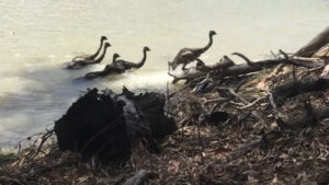 VIDEO: Baby emus enjoy a swim in the Murray River