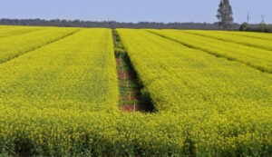 Winter crop to rise again