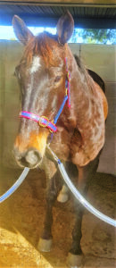 A tale of two horses