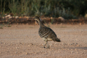 No dingo threat to mallee fowl, says government