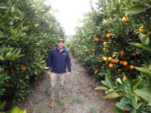 Shining light on big squeeze – Sunraysia grower reveals pros and cons of high-density orchards