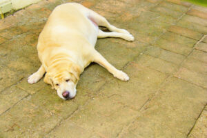 Furry friends fed too much