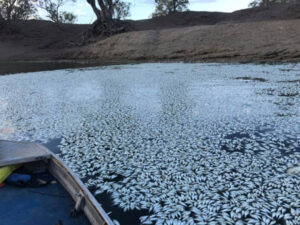 Dead fish blanket Darling River after yet another Menindee fish kill