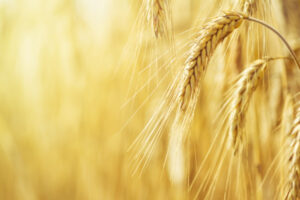 GrainCorp seeks Ouyen, Manangatang harvest recruits