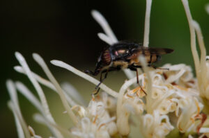 Saving bees is a sweet deal