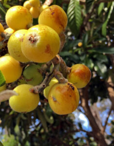 Sunraysia awarded grant to combat Queensland fruit fly problem