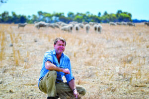 Grazing value in stubble