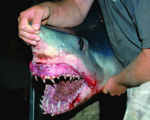 Cod tales: Sharks on the bite