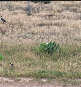 Red Cliffs work crew hatch caring plan to save plover eggs