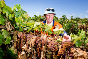 Rain sets a challenge for Sunraysia grape growers