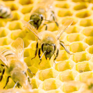 The big sting: Thieves steal 40 beehives in Robinvale